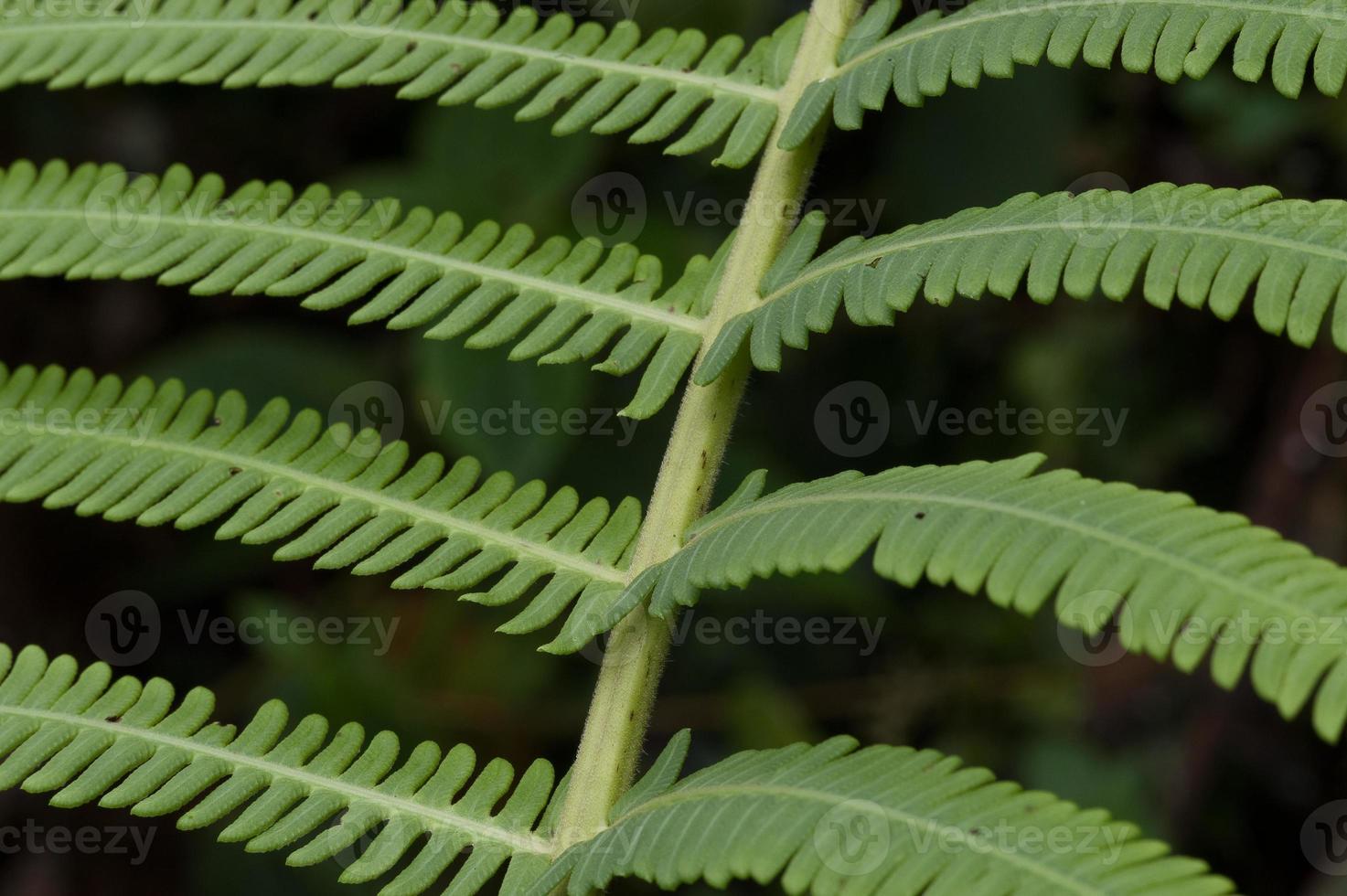 detalhe de samambaias, floresta nublada dos andes, equador foto