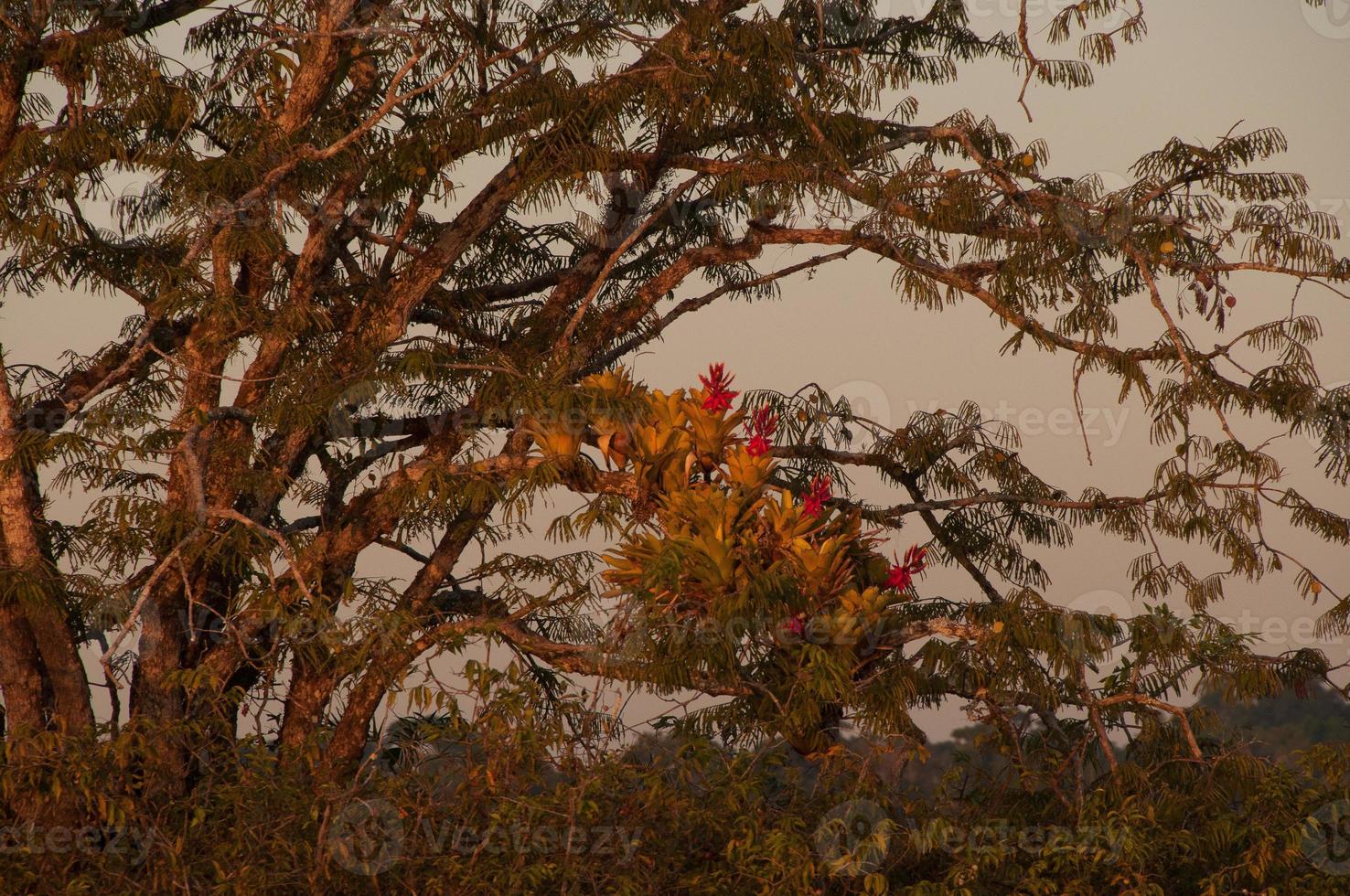 bromélia, floresta amazônica foto