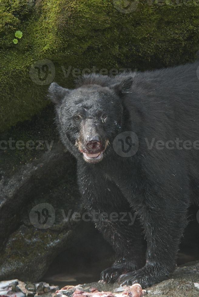urso preto com cicatrizes, anan creek, alaska foto