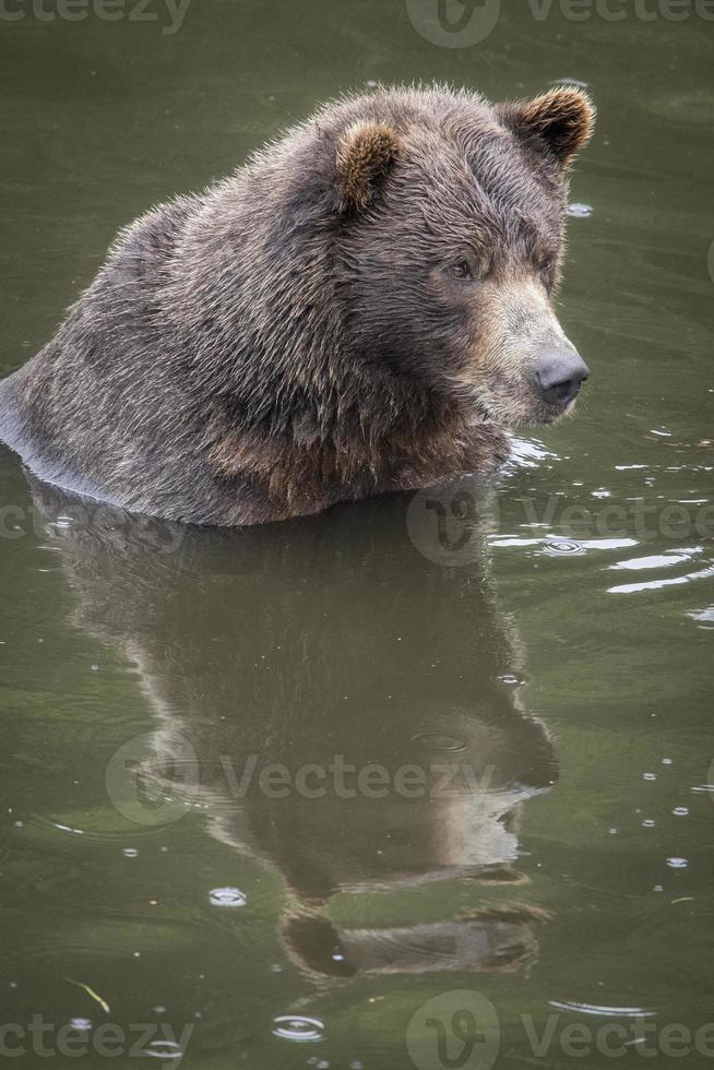 reflexo do urso pardo foto