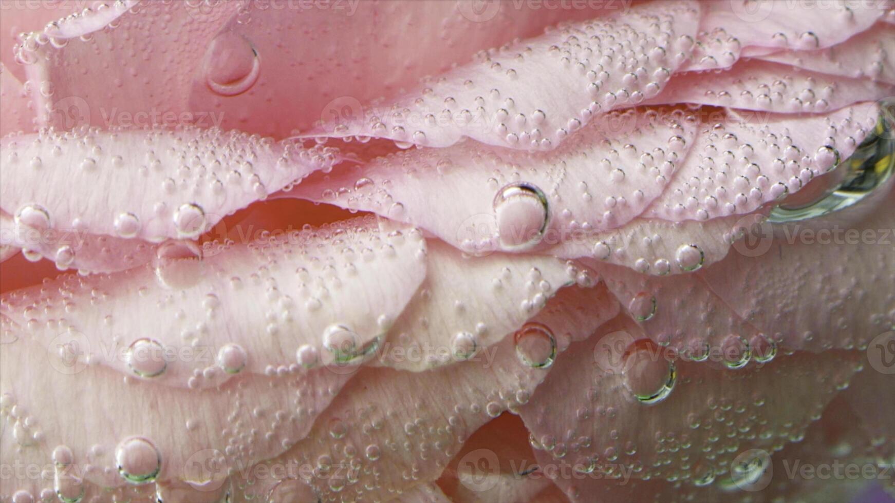 fechar-se do bolhas em rosa pétalas. estoque imagens de vídeo. lindo bolhas em Rosa rosa dentro Claro água. rosa debaixo água com oxigênio bolhas foto