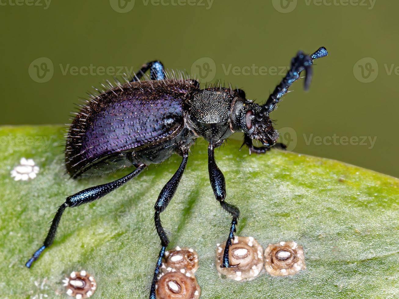 besouro escuro com garras em pente foto