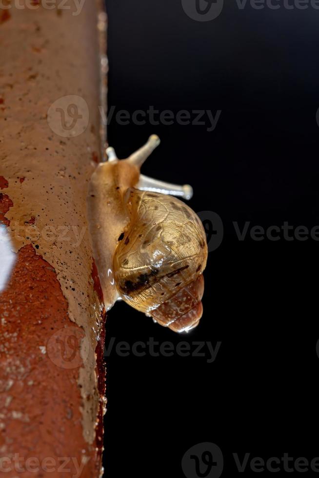 caracol gigante africano foto