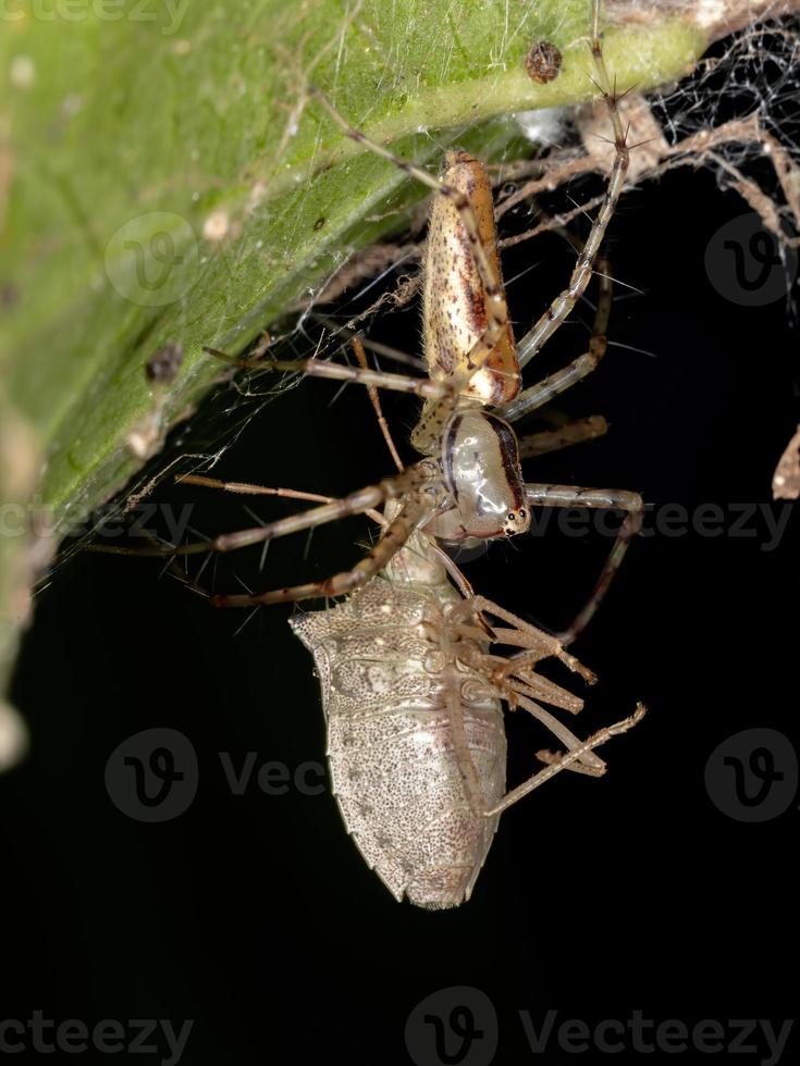 aranha lince adulta foto