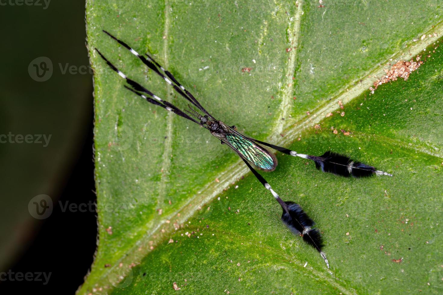 mosca guindaste limoniida do gênero molophilus foto