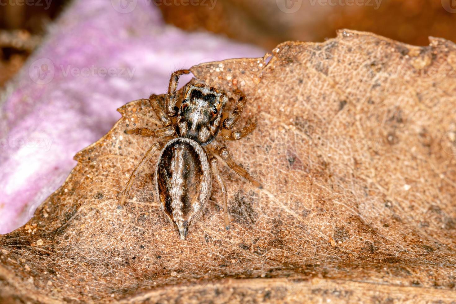 pequena aranha saltadora foto