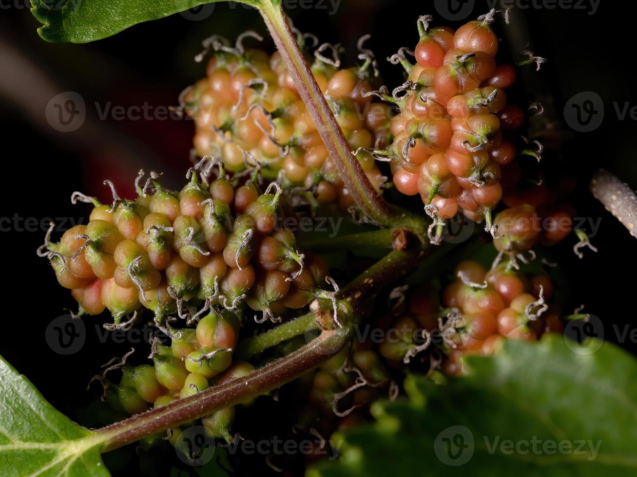 planta de amoras em detalhes foto