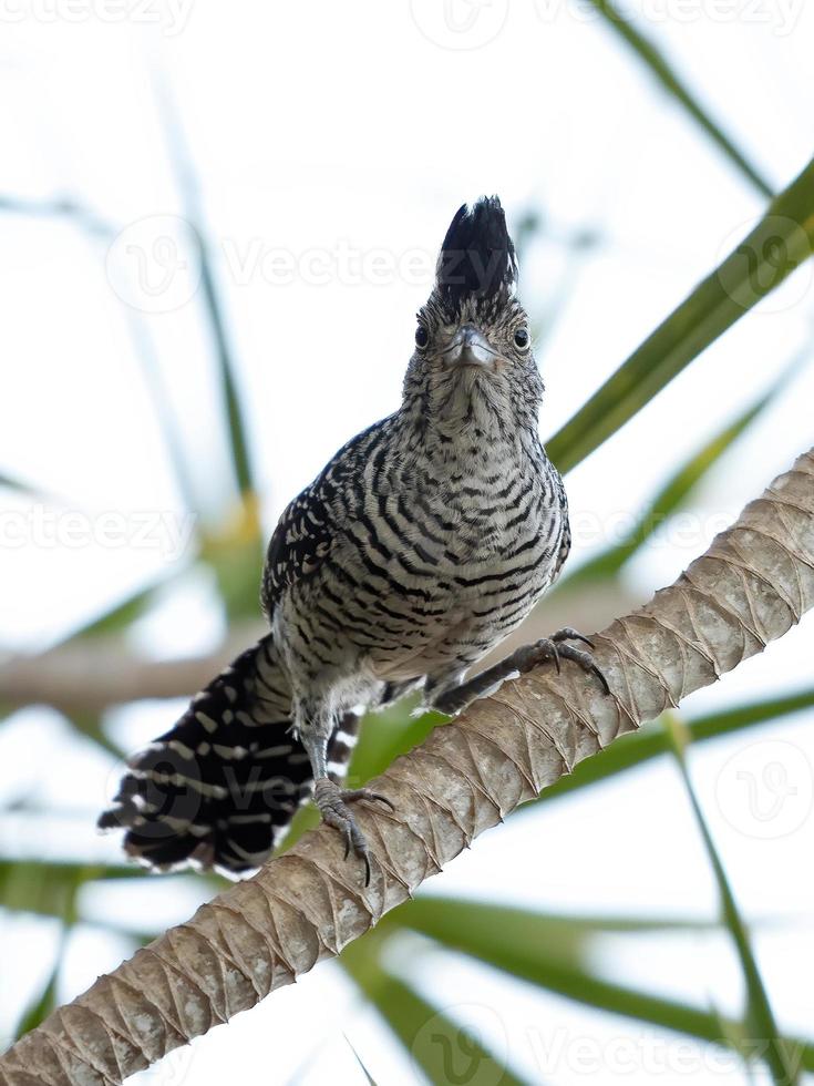 Antshrike macho brasileiro barrado foto