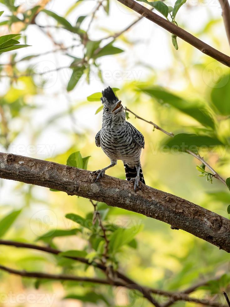 Antshrike macho brasileiro barrado foto