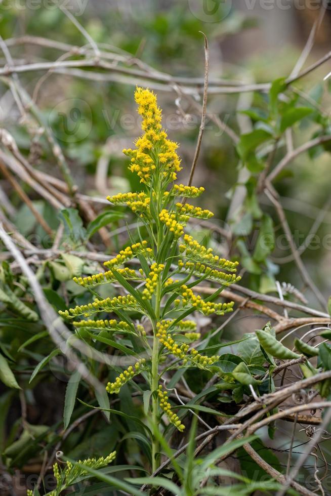 planta de anis goldenrod foto