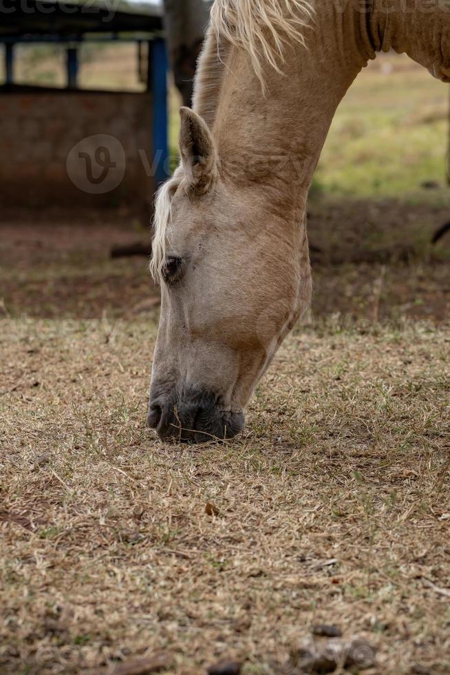cavalo em fazenda brasileira foto