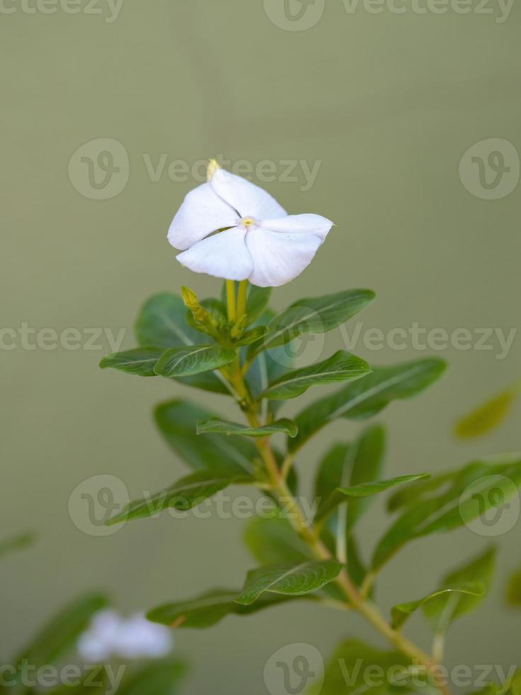 planta pervinca madagascar foto