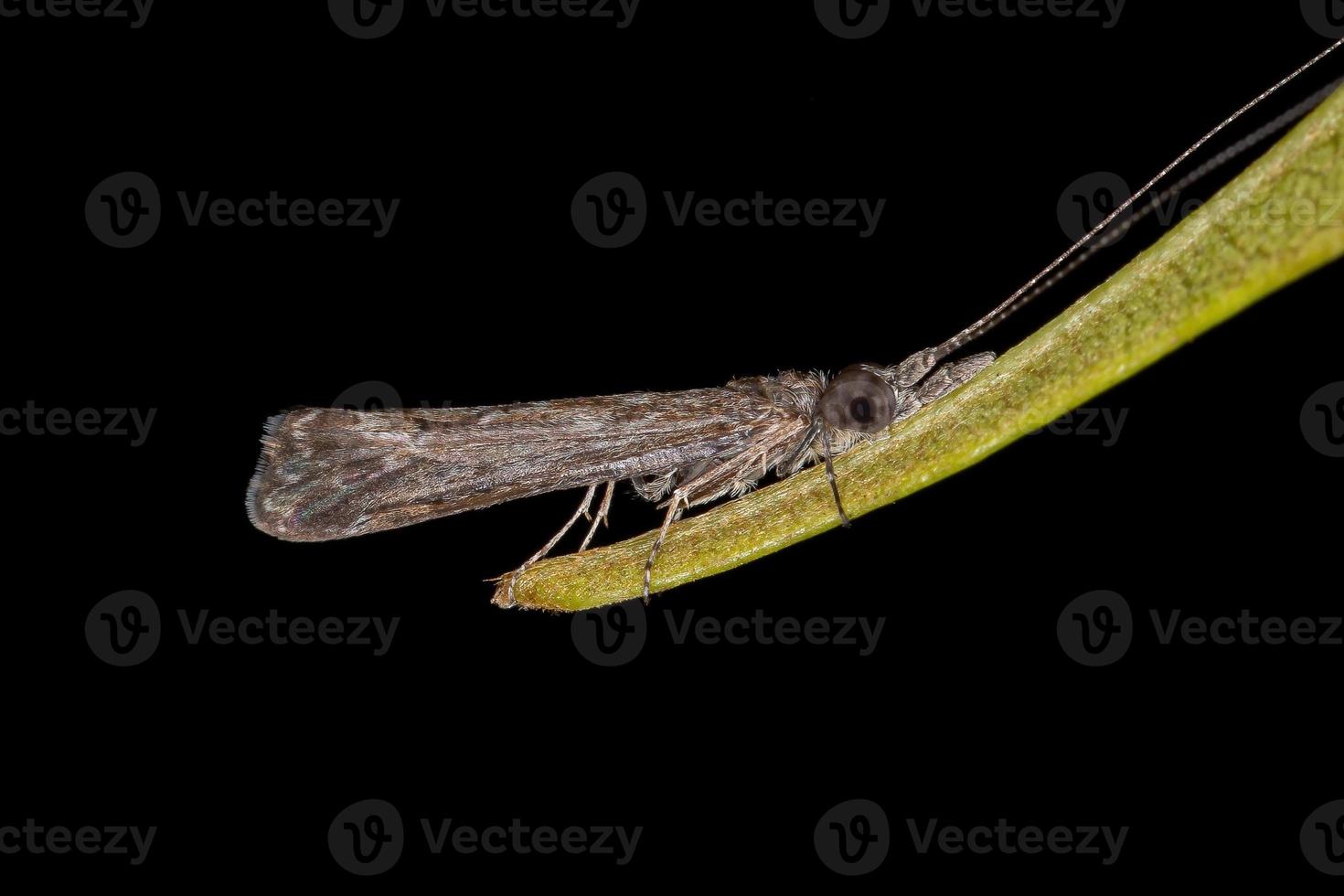 inseto caddisfly adulto foto