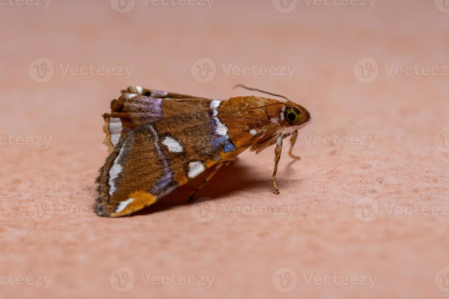 mariposa amarela adulta foto