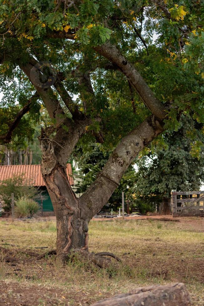 árvore de mombin vermelha foto