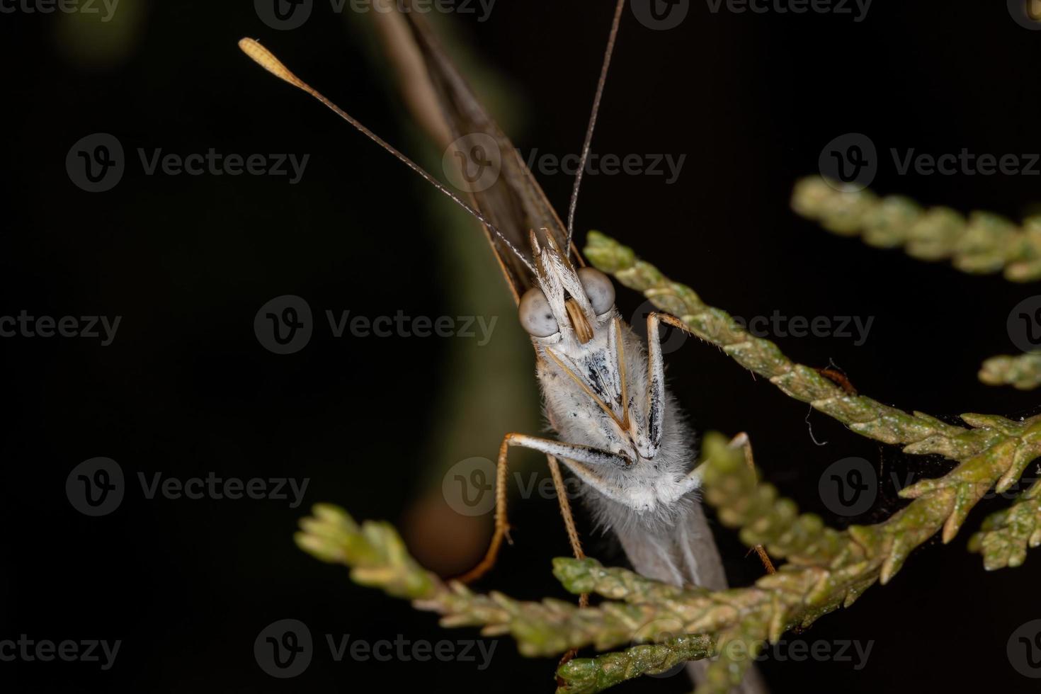 borboleta adulta de pés em escova foto