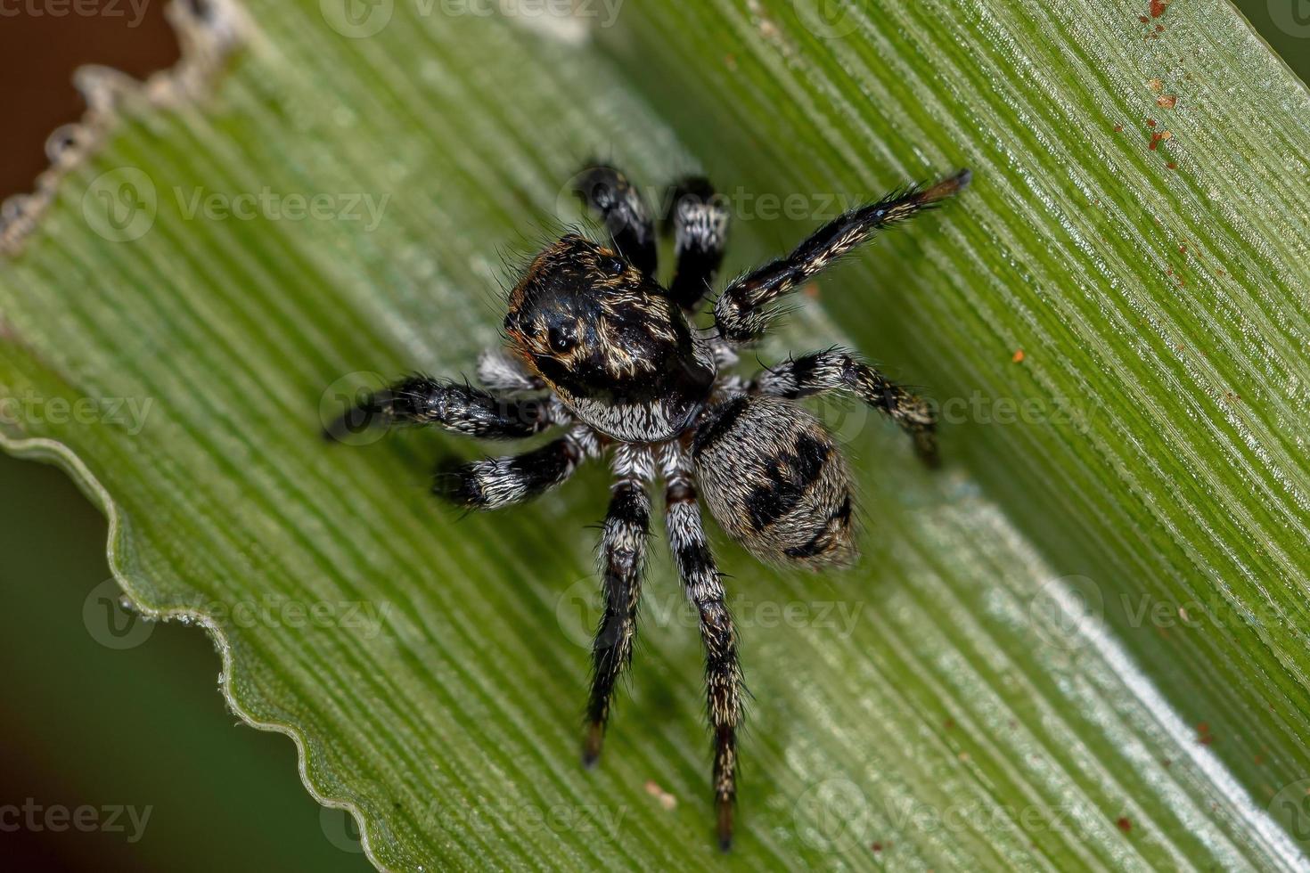 aranha saltadora adulta foto