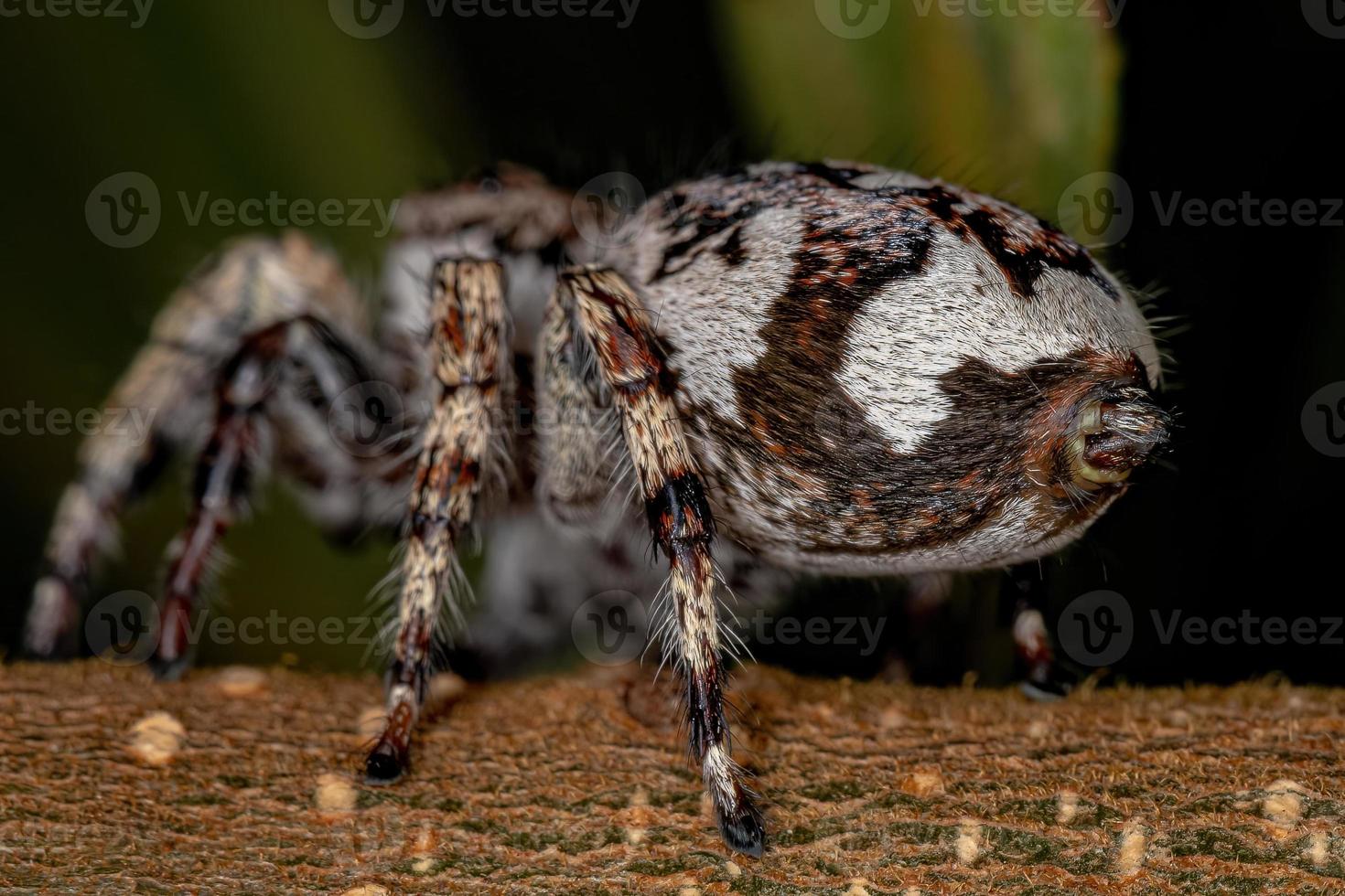 aranha saltadora gigante foto