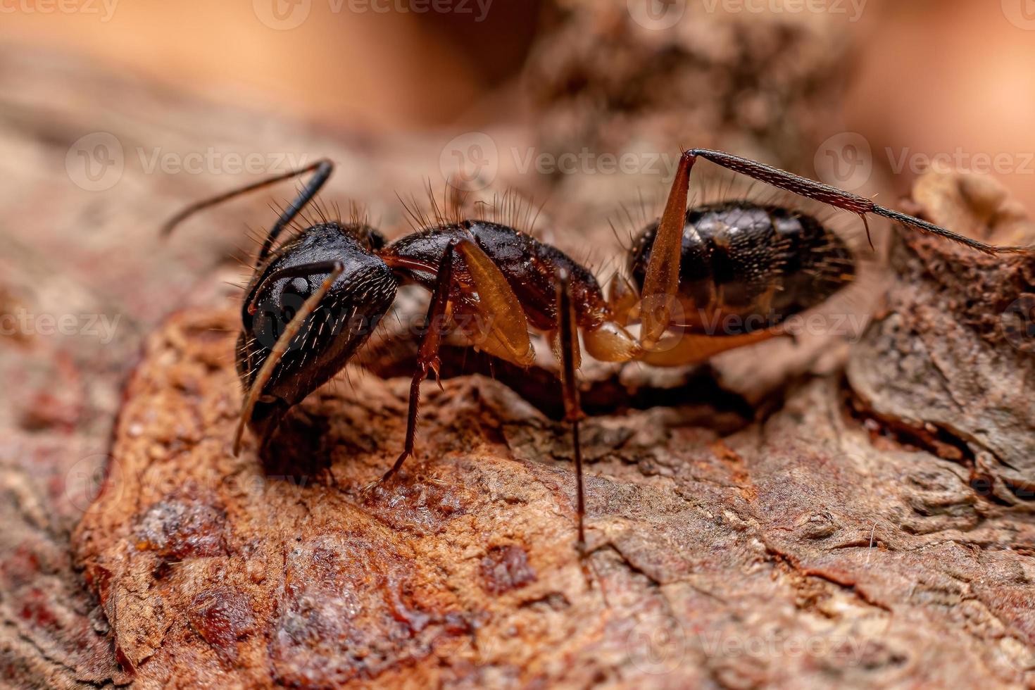 formiga carpinteira adulta foto