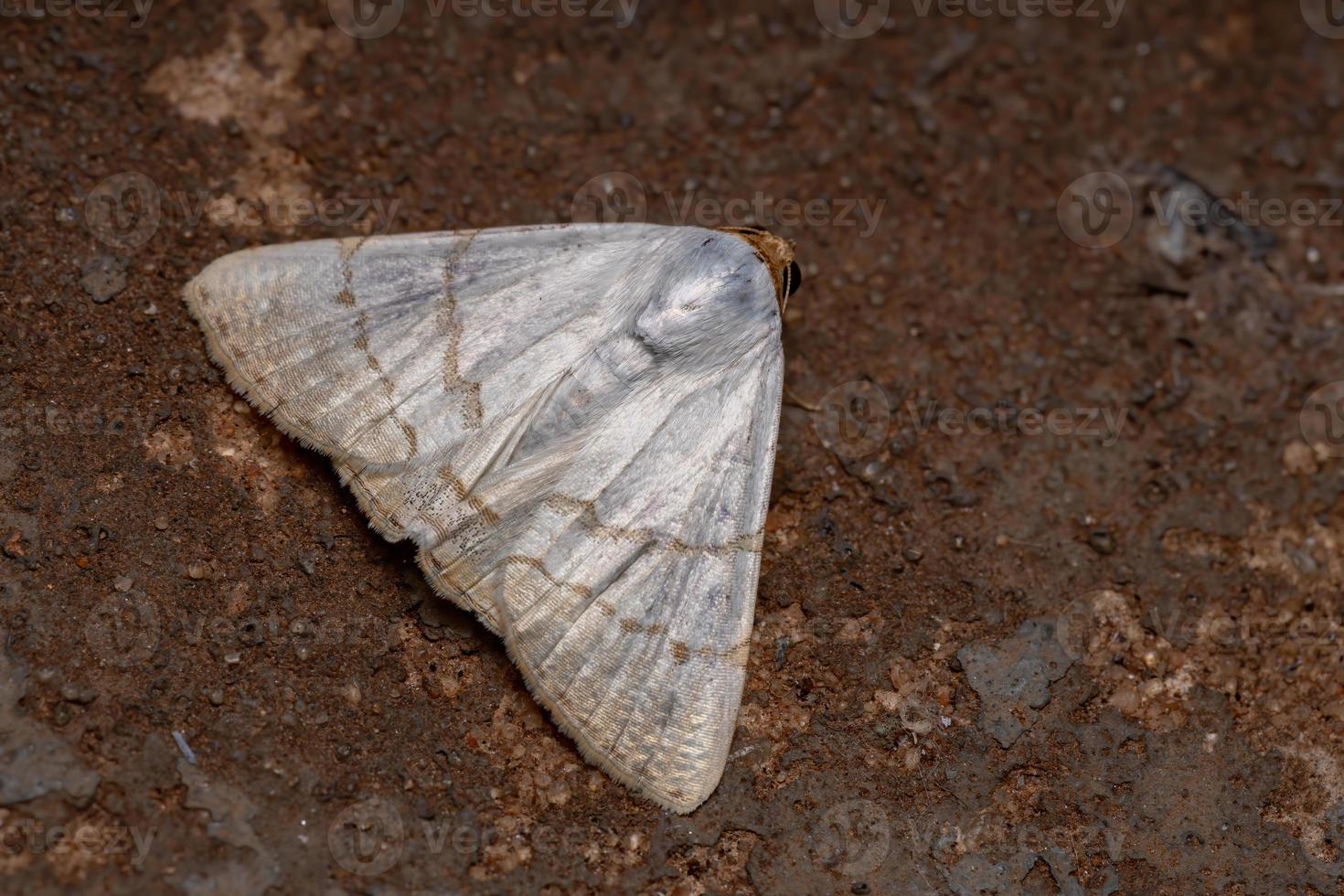 mariposa brasileira foto