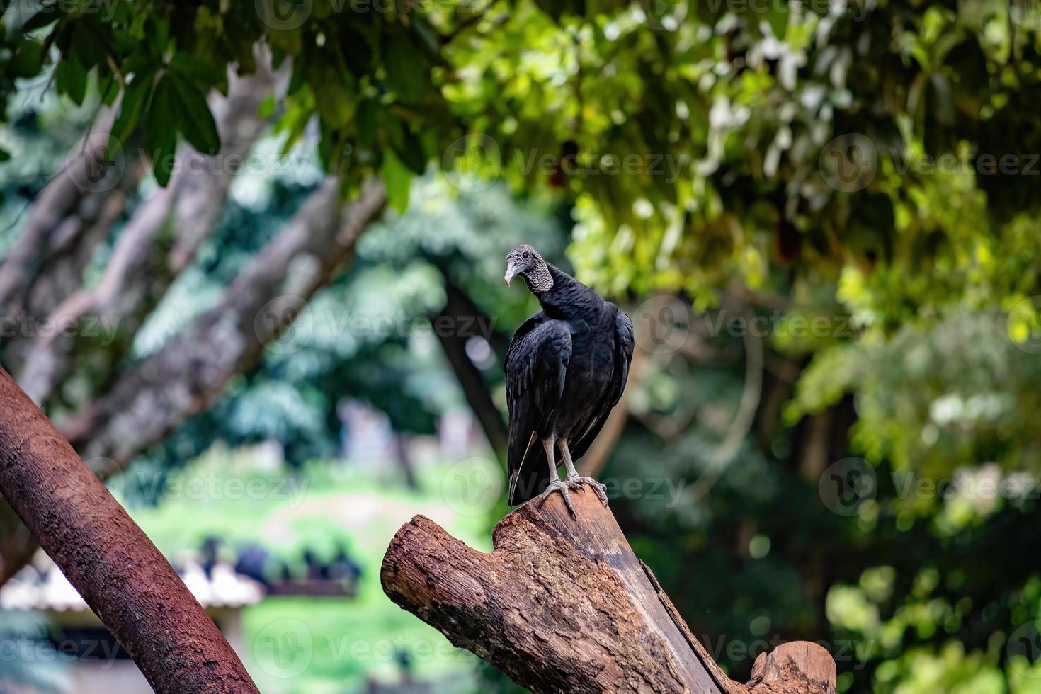 abutre preto americano foto