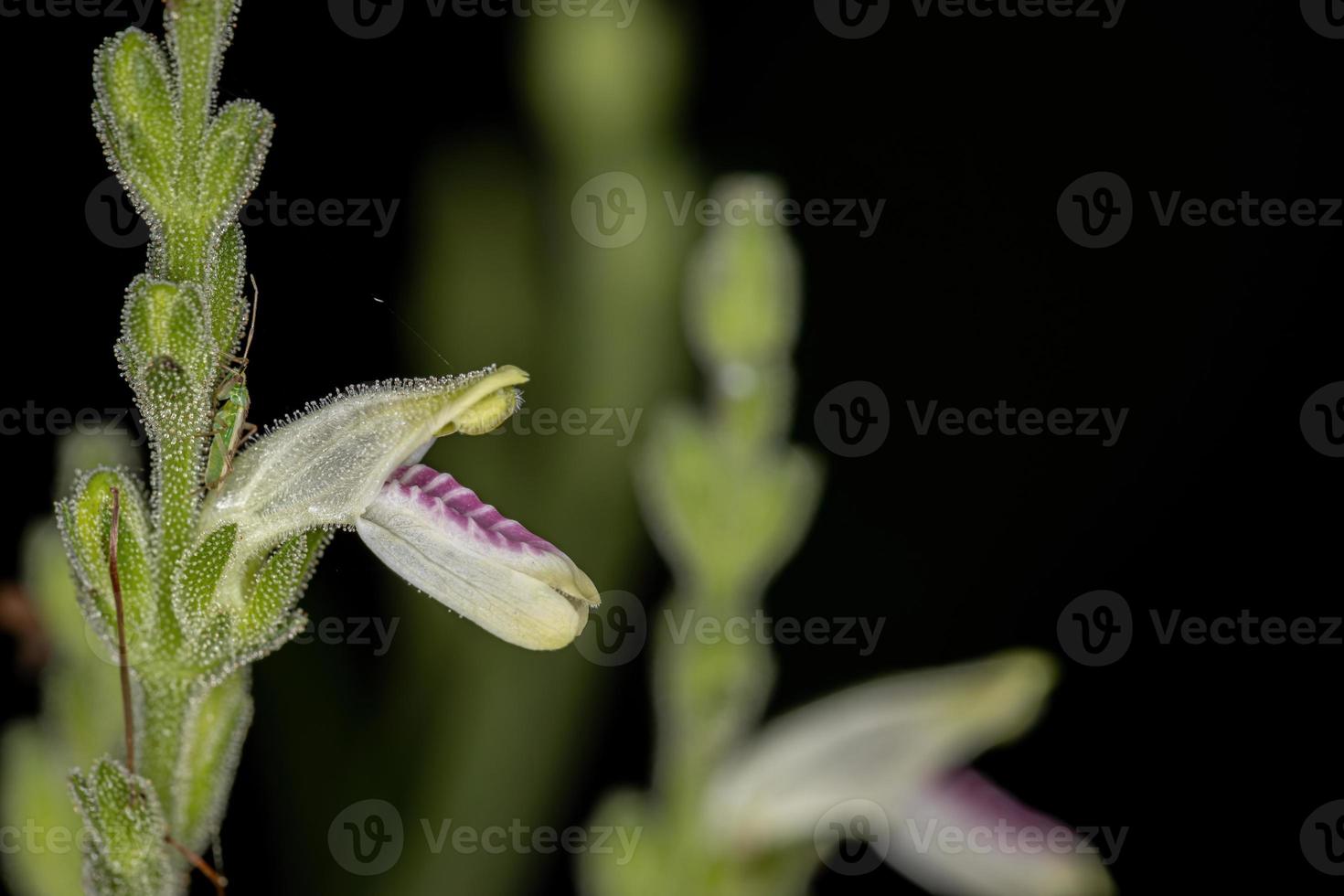 flor de uma planta brasileira rara foto