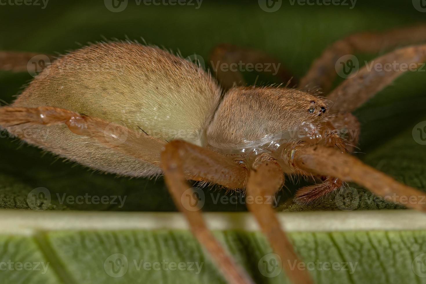 aranha caçadora amarela foto