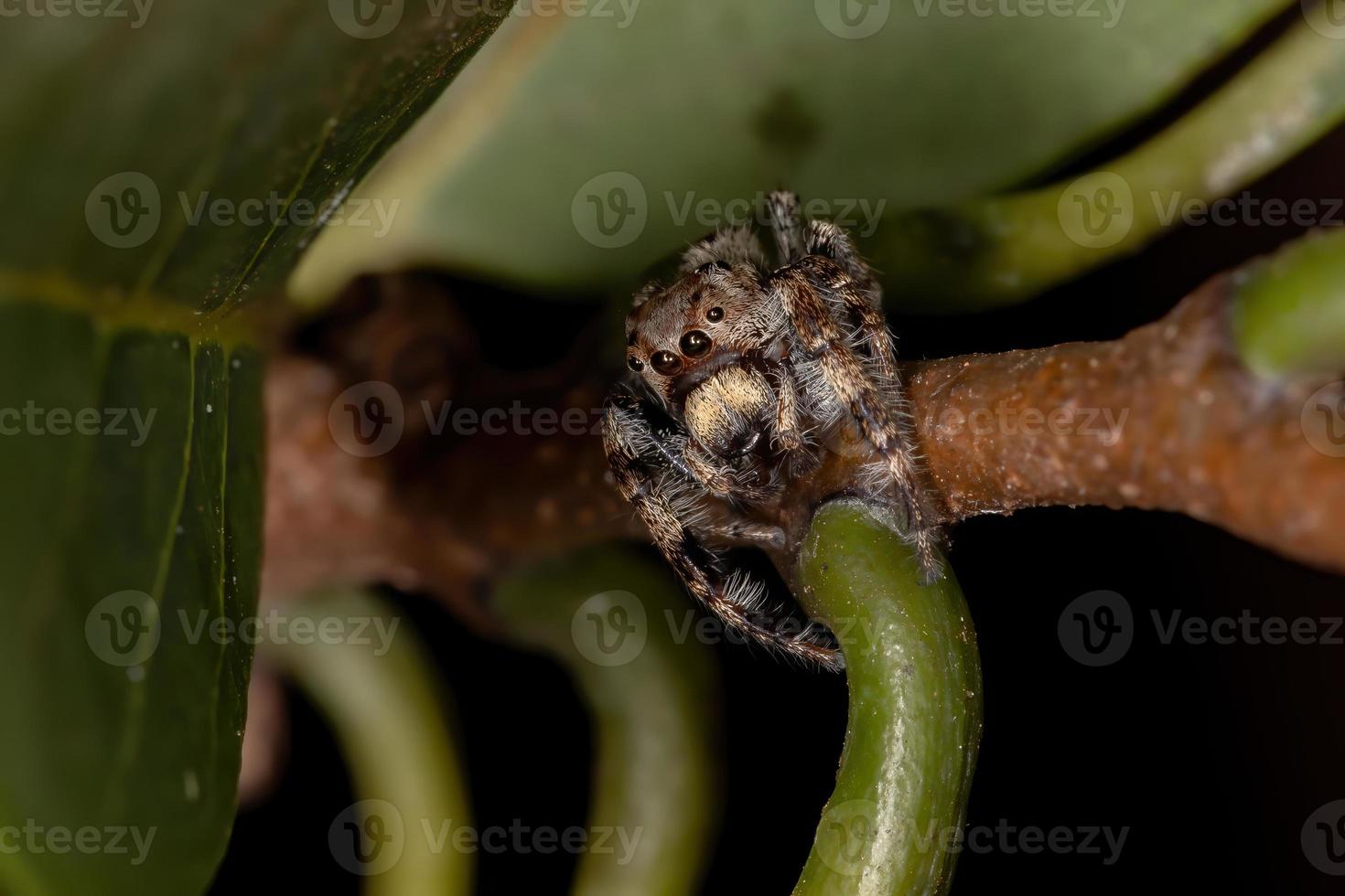 aranha saltadora masculina foto