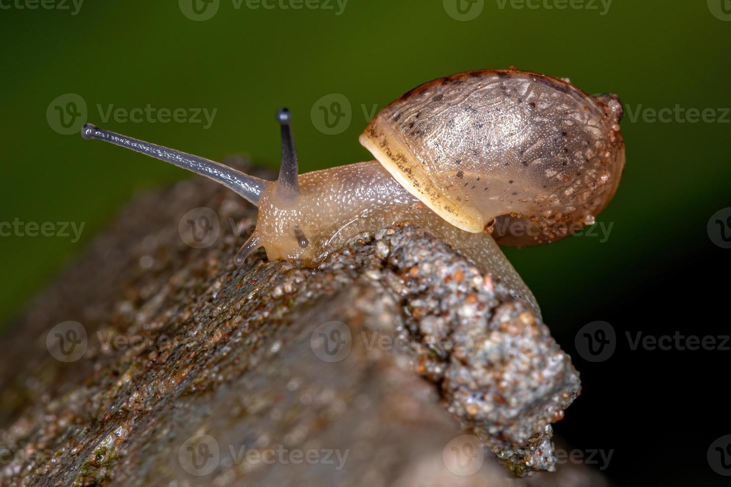 caracol vagabundo asiático foto