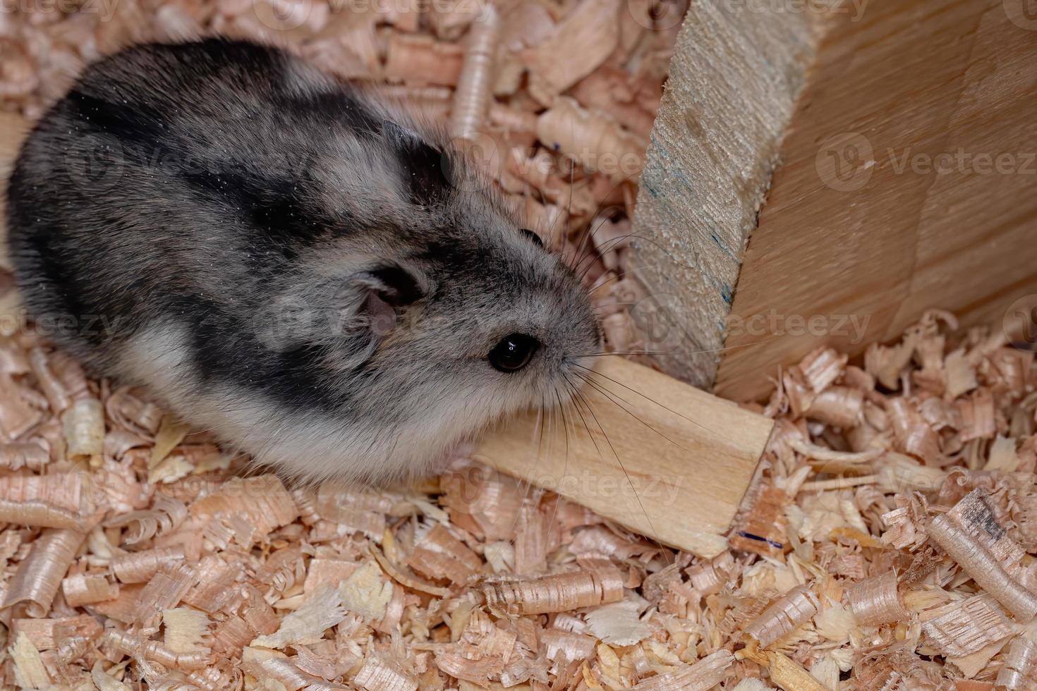 hamster anão Campbell foto