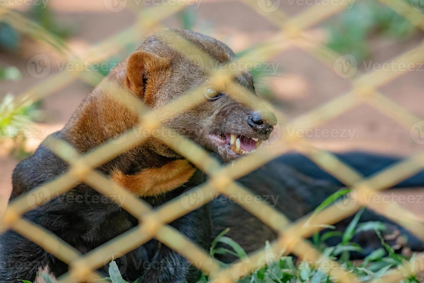 animal selvagem tayra foto