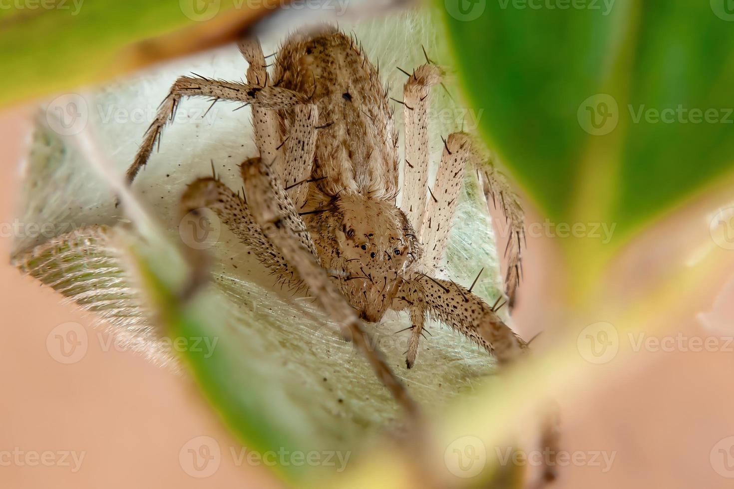 aranha caranguejo correndo foto