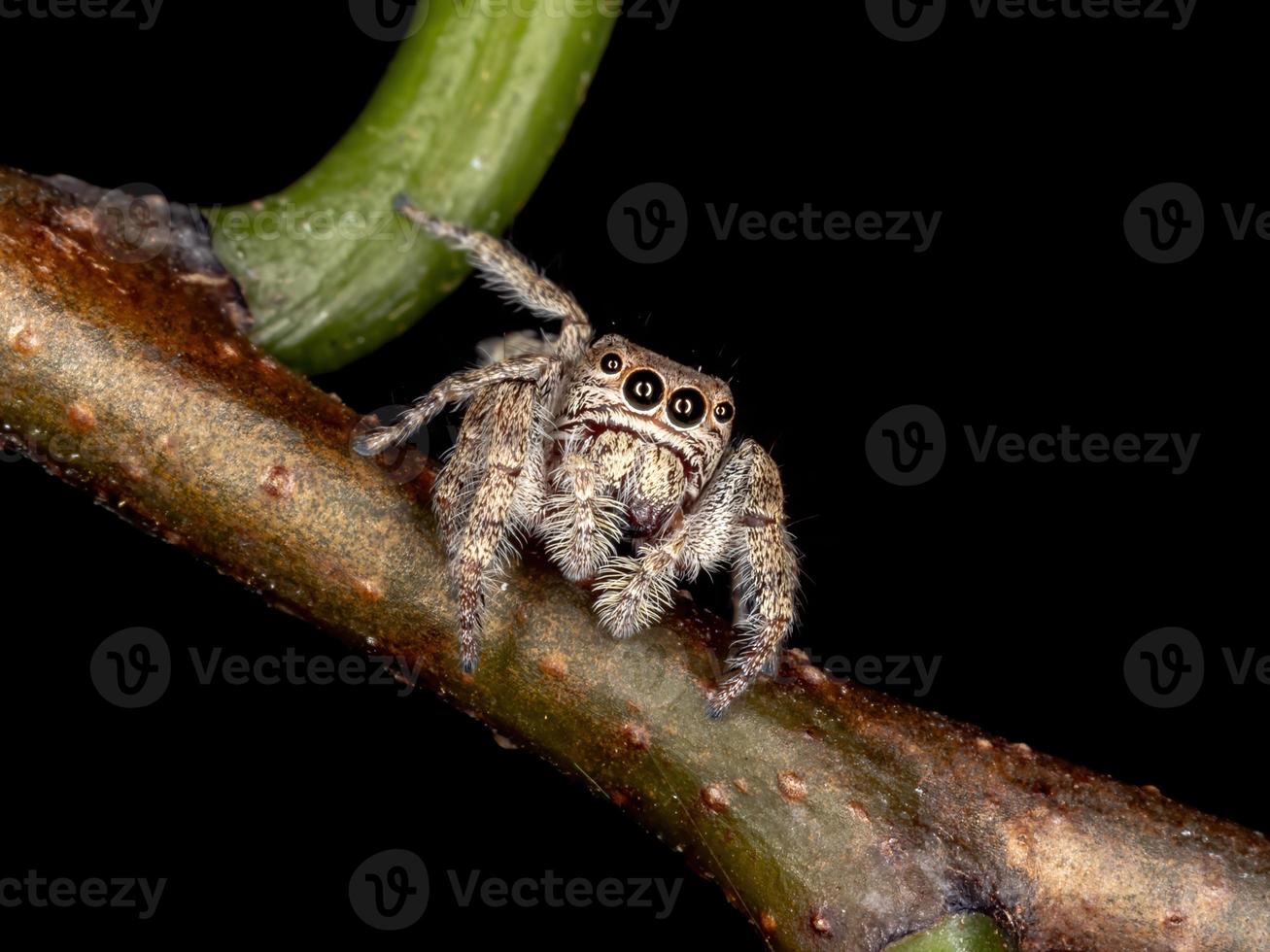 aranha saltadora masculina foto