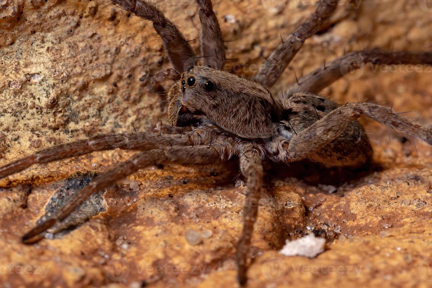 aranha lobo brasileira foto