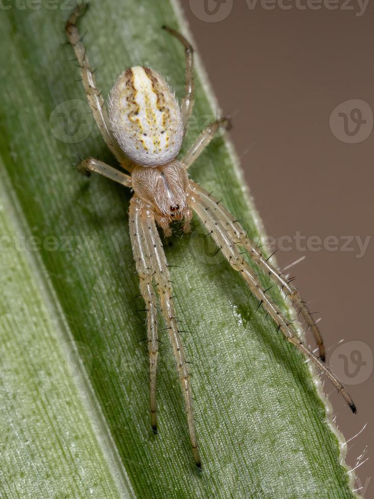 aranha neoscona grama foto