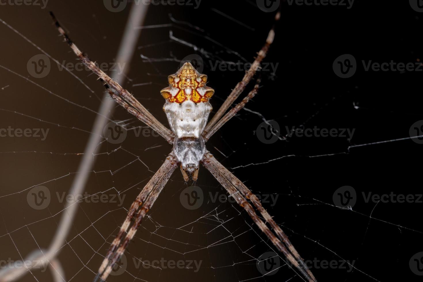 adulto feminino prateado orbweaver de jardim foto