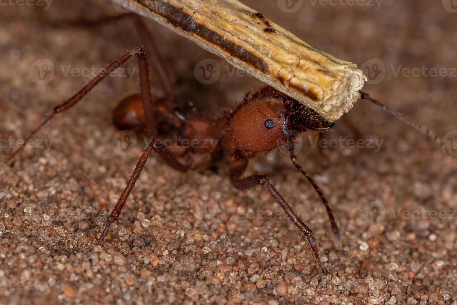 formiga cortadeira atta foto