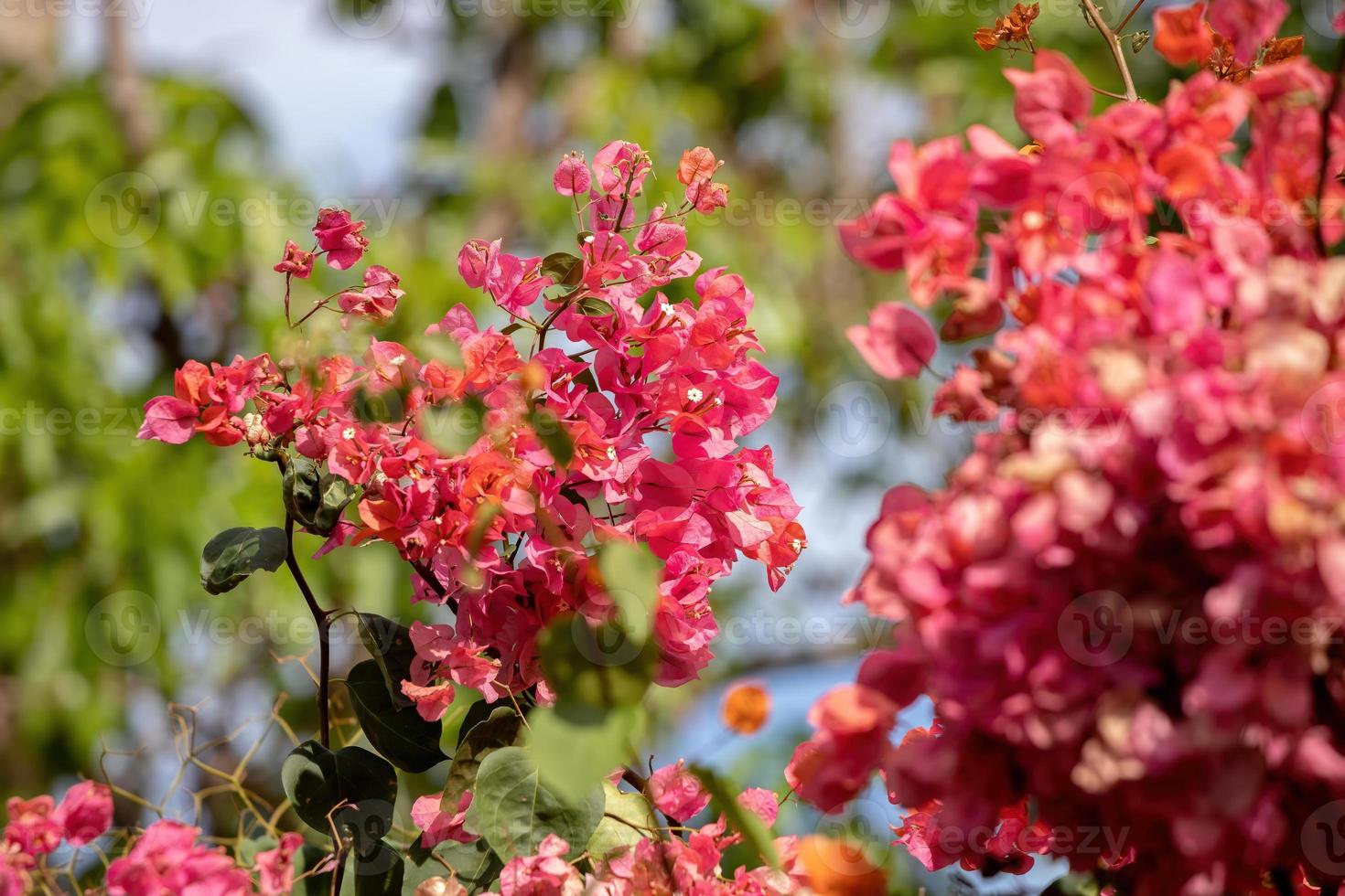 flores de plantas ornamentais foto