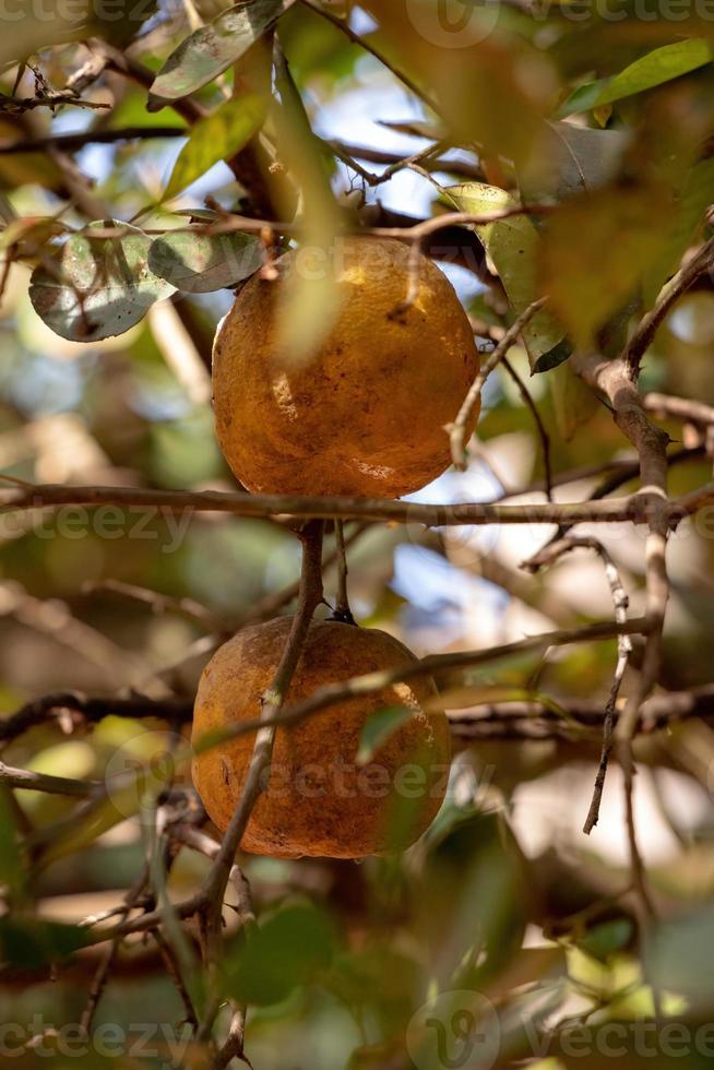 fruta laranja com foco seletivo foto