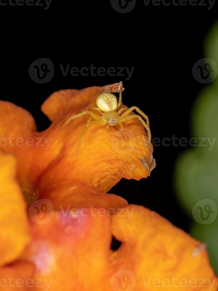 pequena aranha caranguejo foto