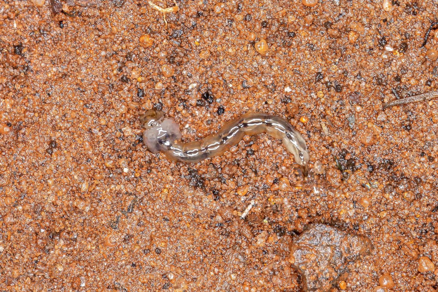 larva de mosquito tigre asiático foto