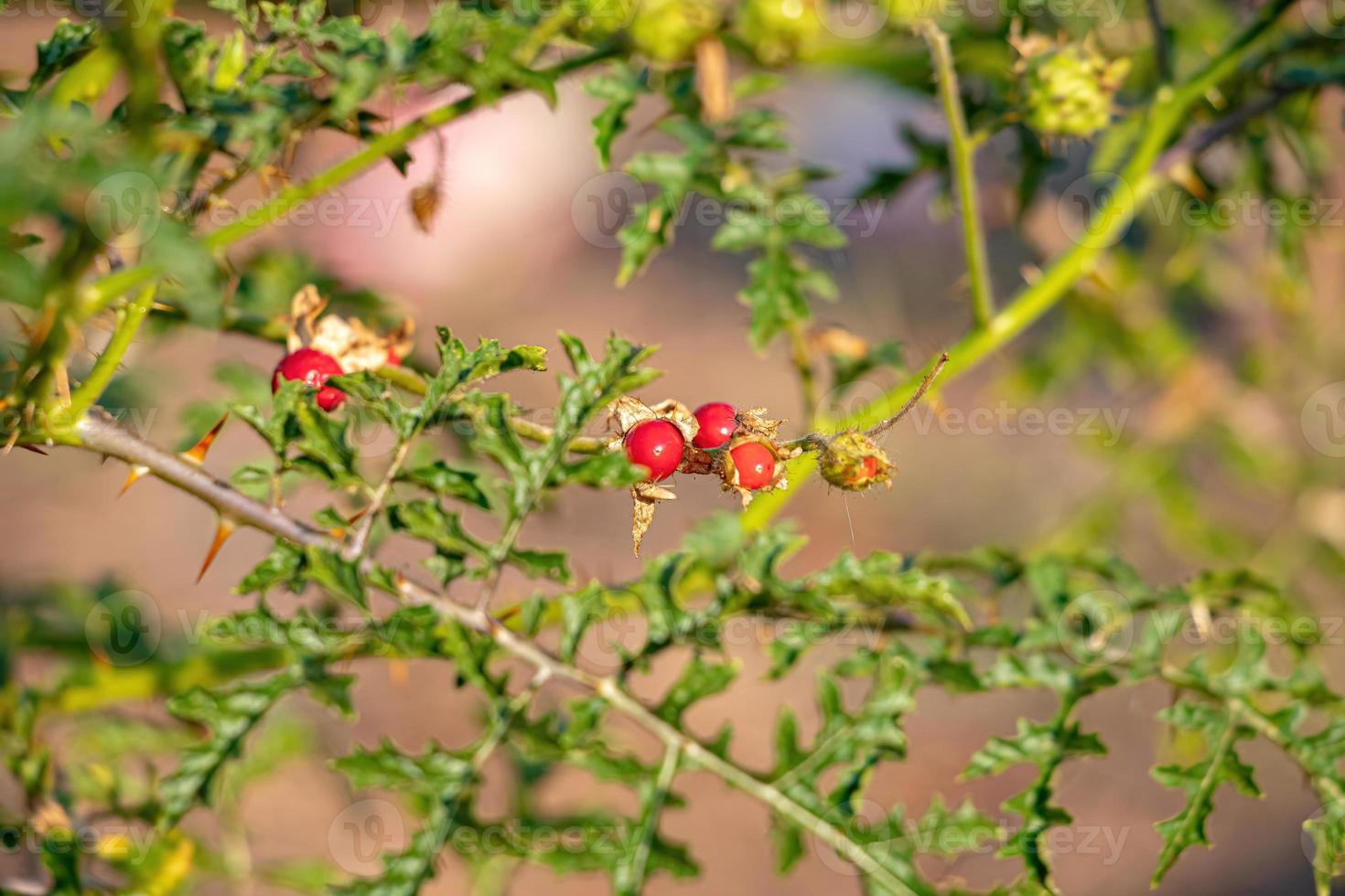 planta de burro de búfalo vermelho foto