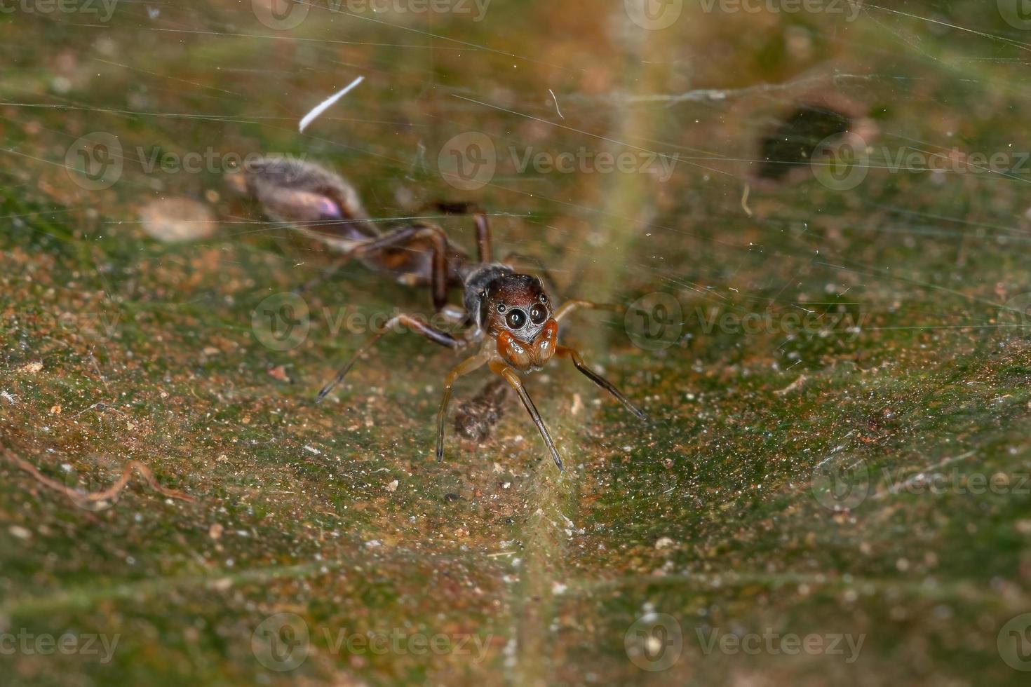 aranha saltadora masculina foto