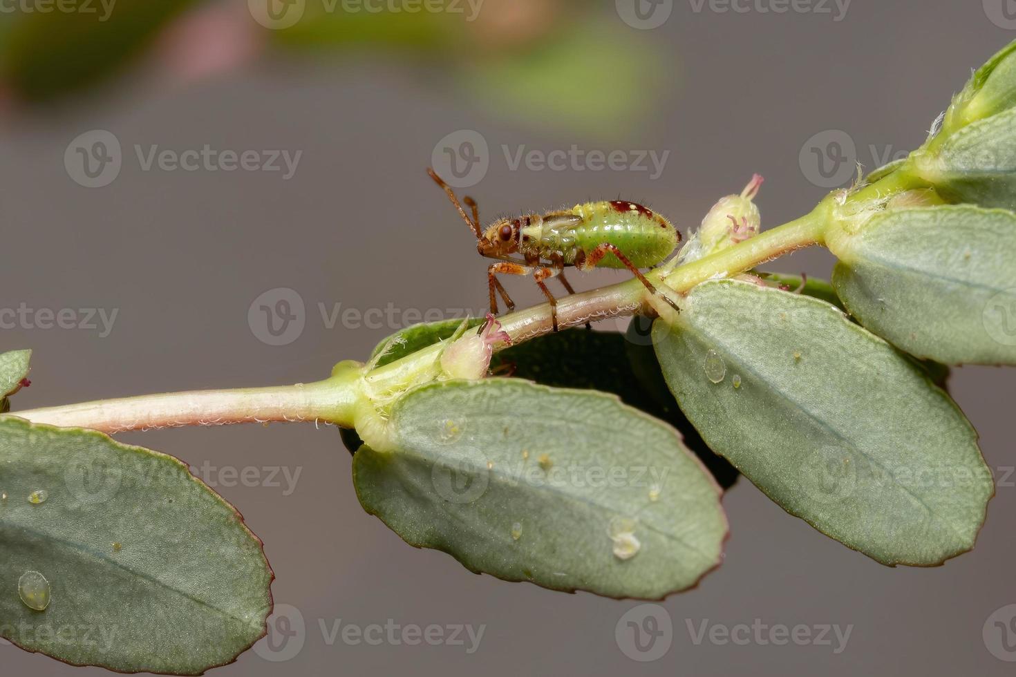 ninfa de inseto de planta sem cheiro foto