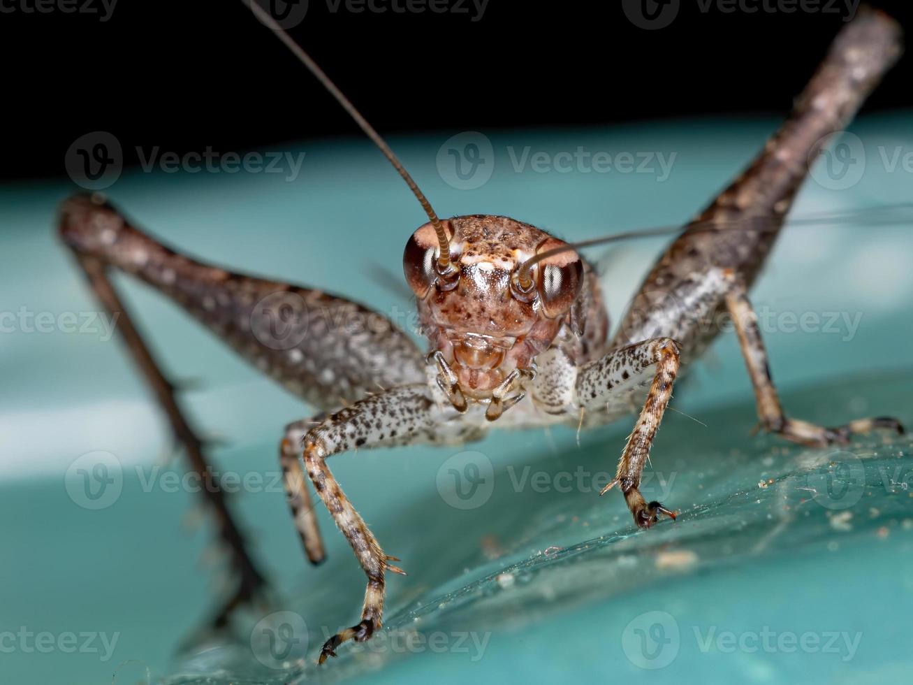 pequeno cricket verdadeiro foto