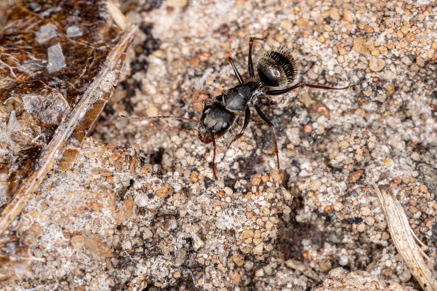 formiga carpinteira pequena foto