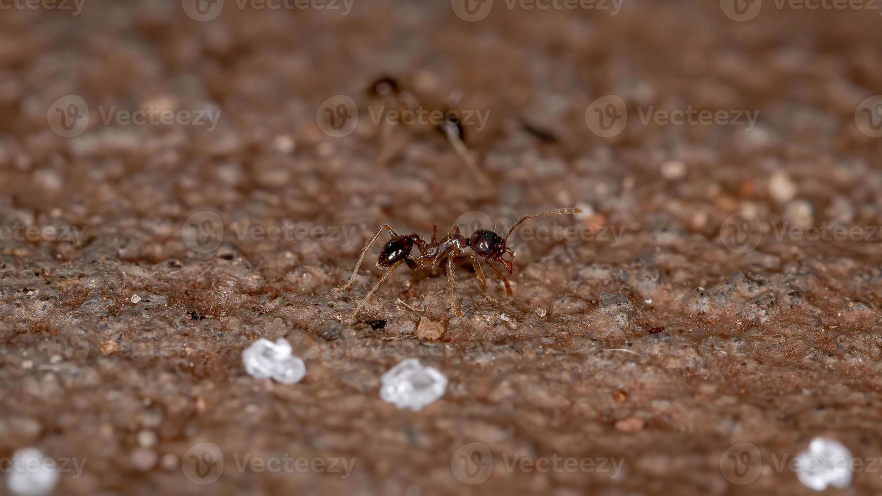 formigas de cabeça grande foto