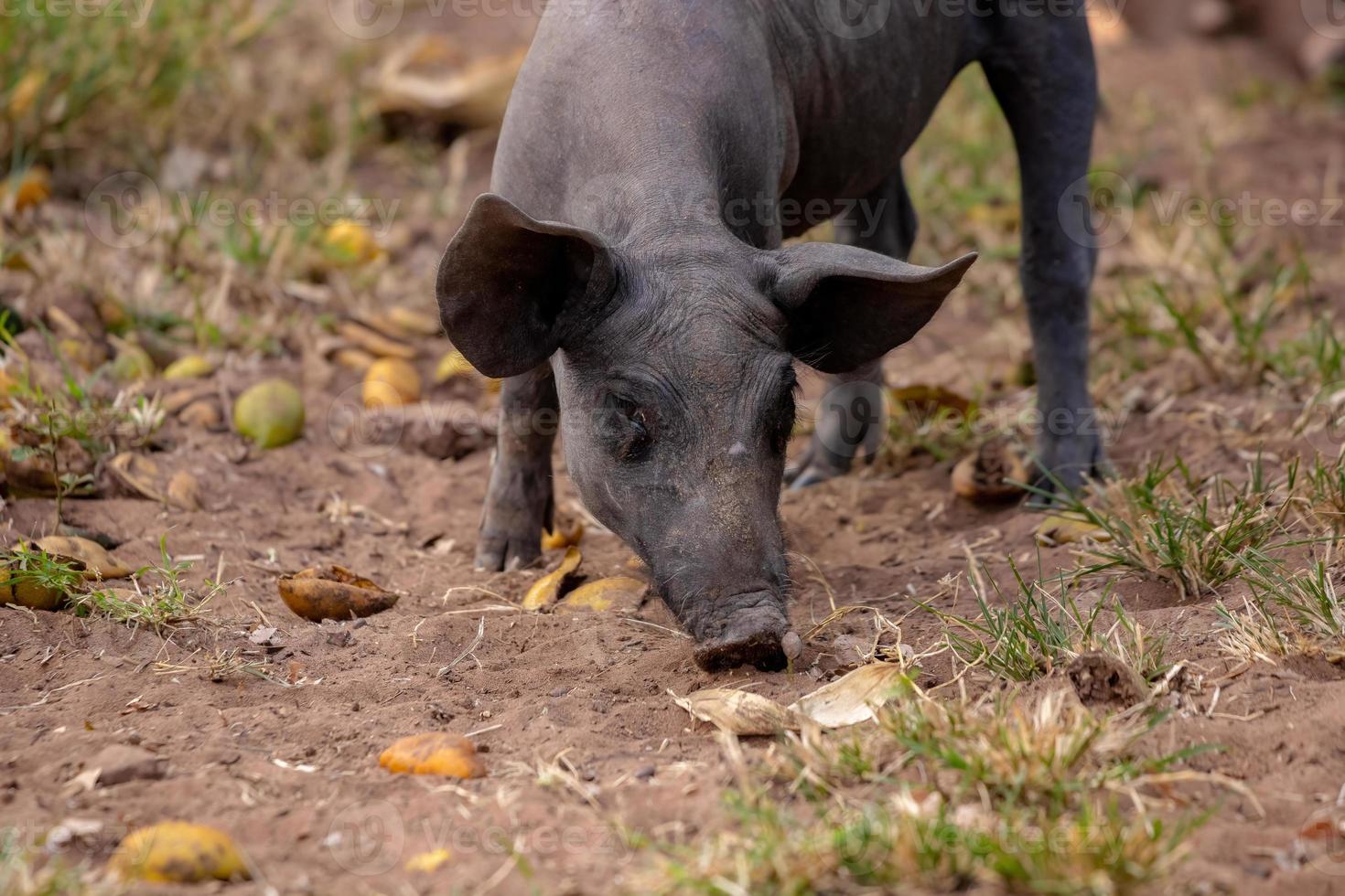 porco preto criado foto