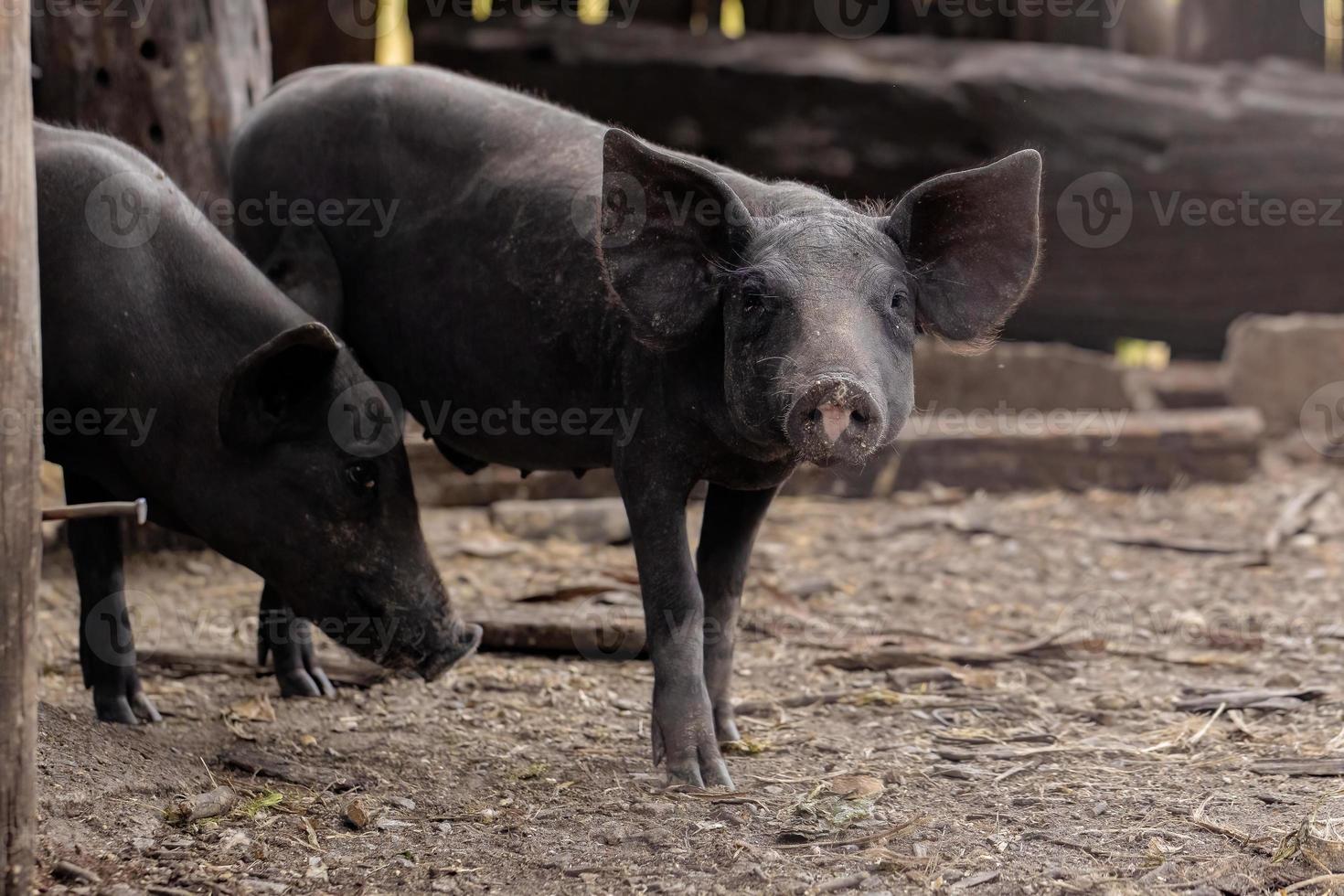 porco preto criado foto