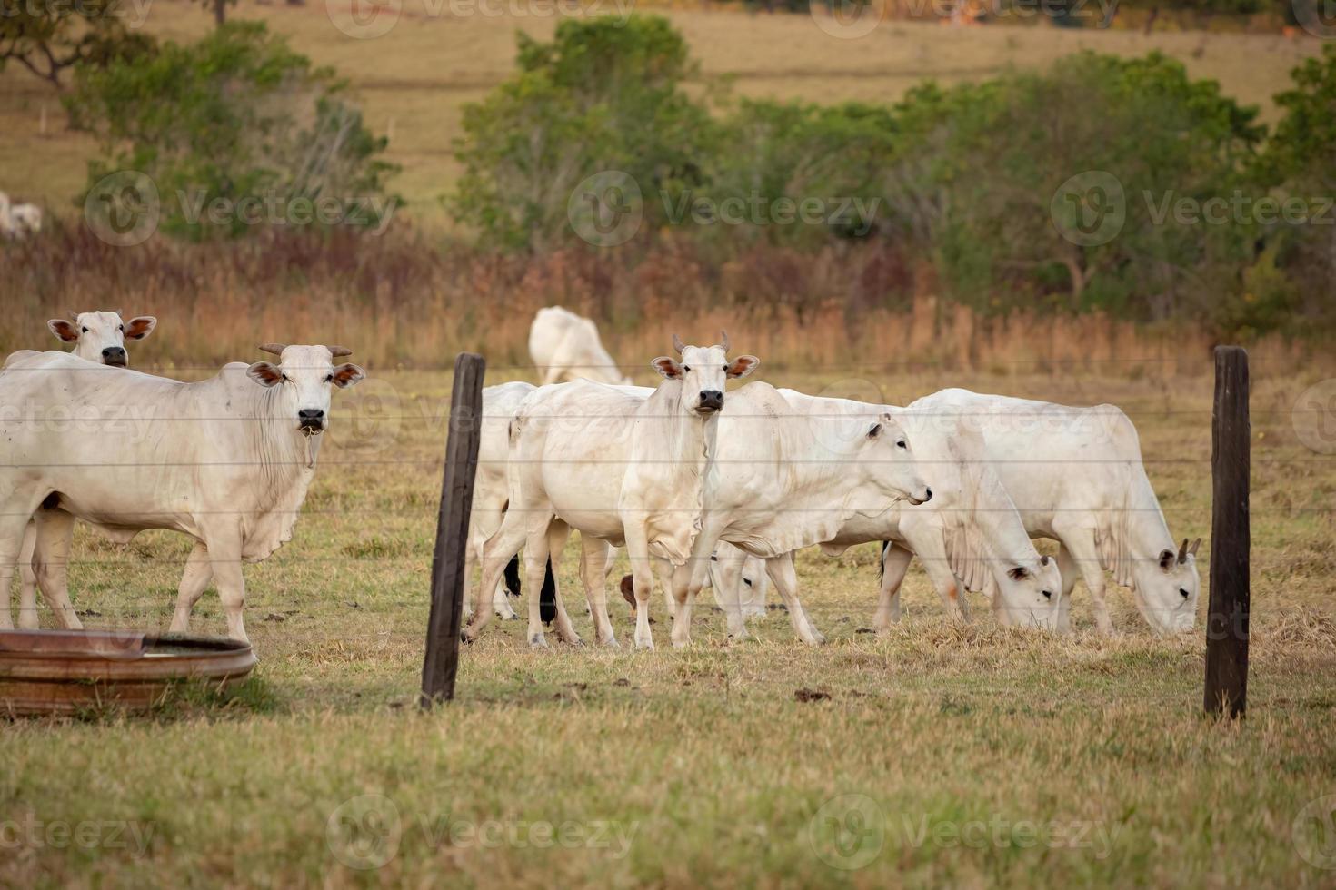 vaca adulta em uma fazenda foto